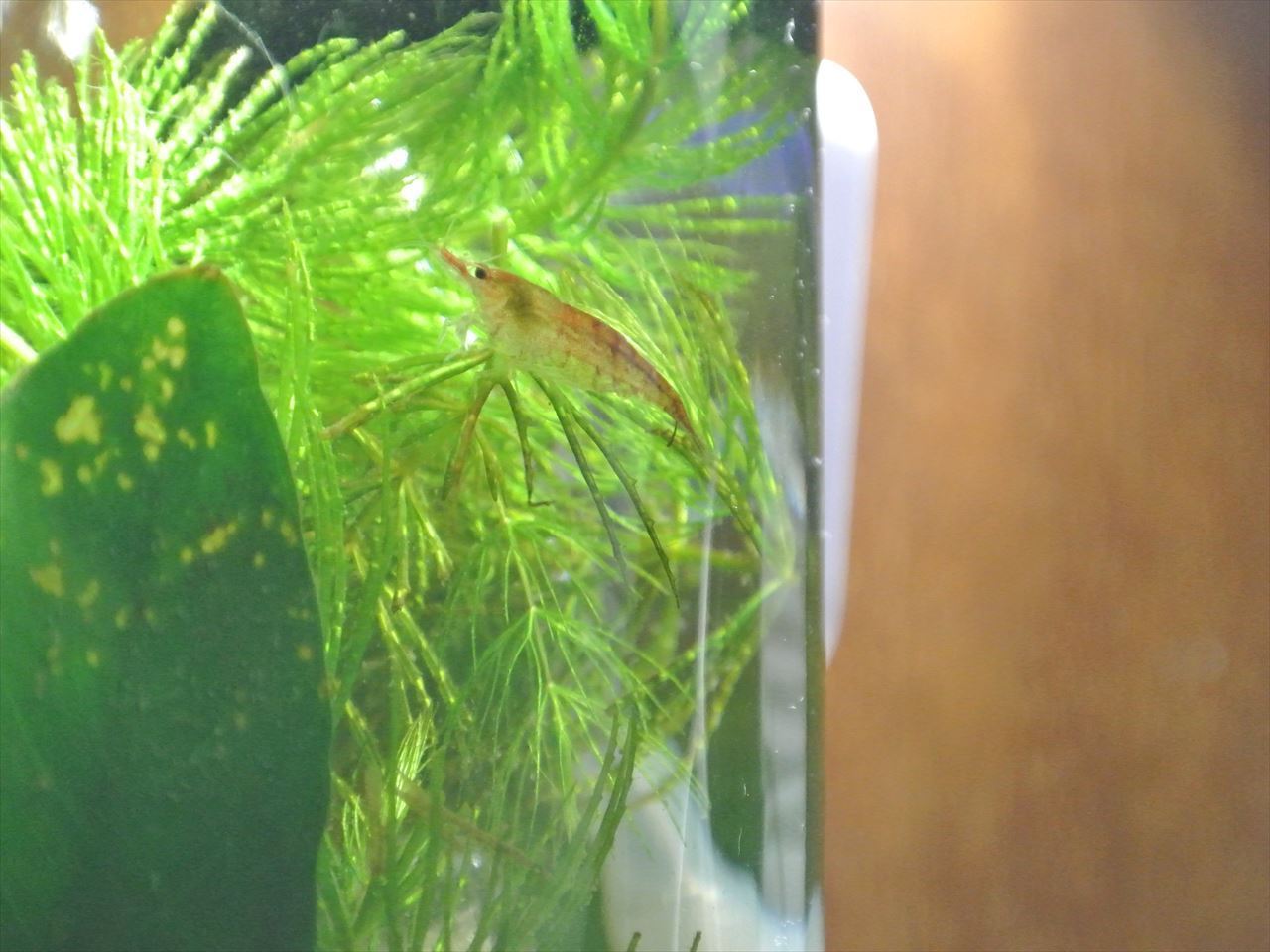 ボトルアクアリウム スマートアクアリウムの小部屋