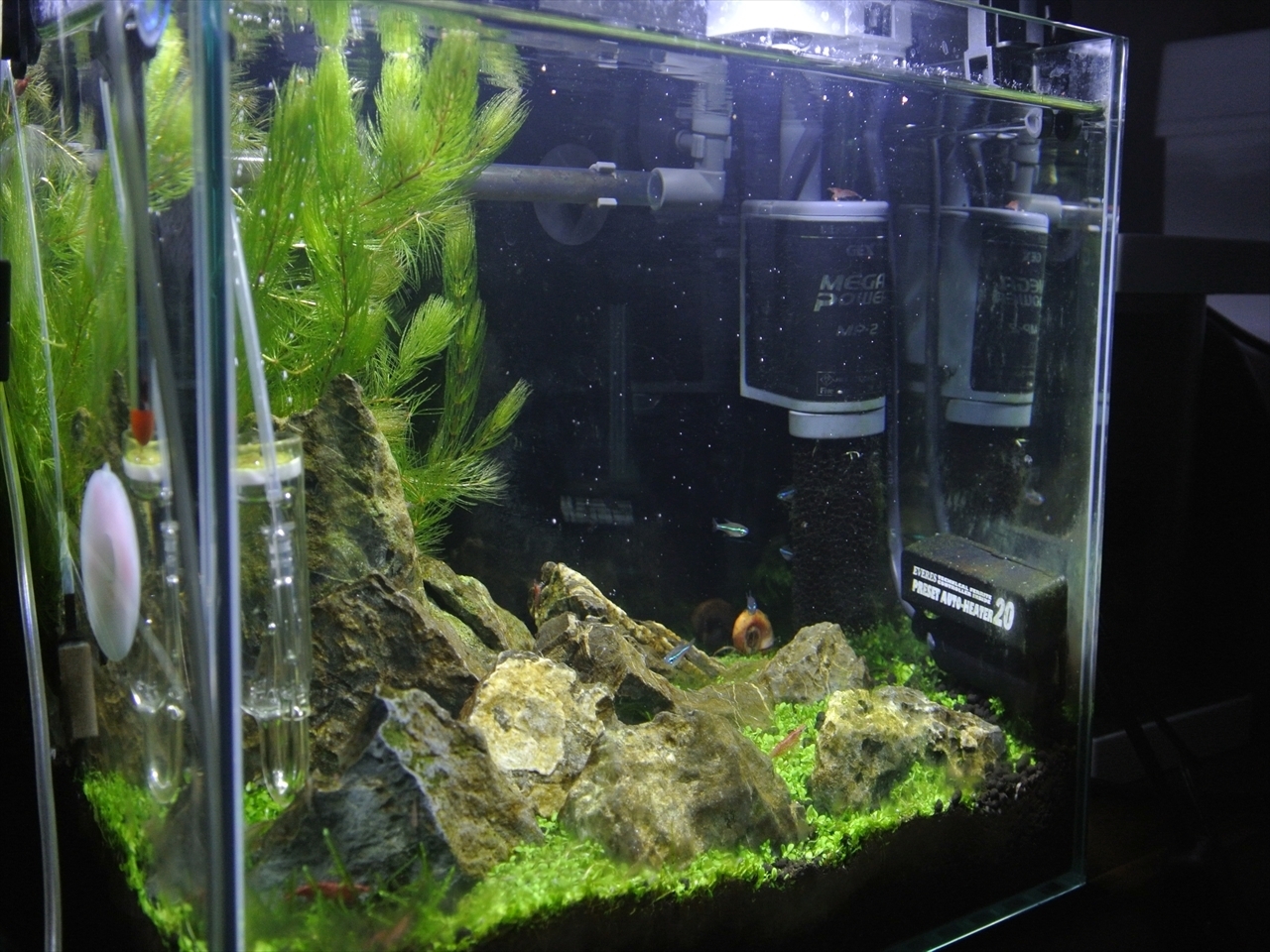 アカヒレさんボトルへ グリーンネオン スマートアクアリウムの小部屋